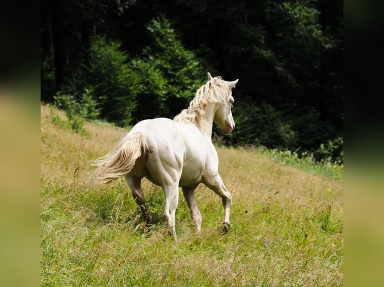 American Morgan Horse Stallion 1 year 15.1 hh Perlino in Floh-Seligenthal