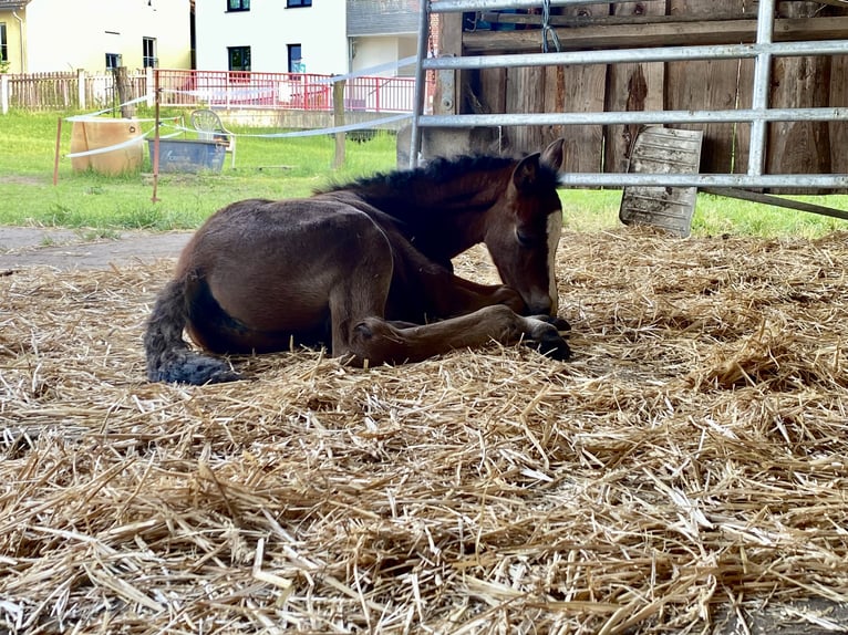 American Morgan Horse Stallion 1 year 15,2 hh Brown in Milda