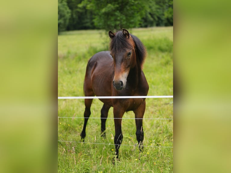 American Morgan Horse Stallion 1 year 15 hh Bay-Dark in Floh-Seligenthal