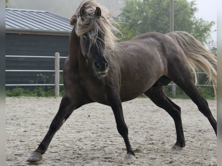 American Morgan Horse Stallion 1 year 15 hh Grullo in Nuth