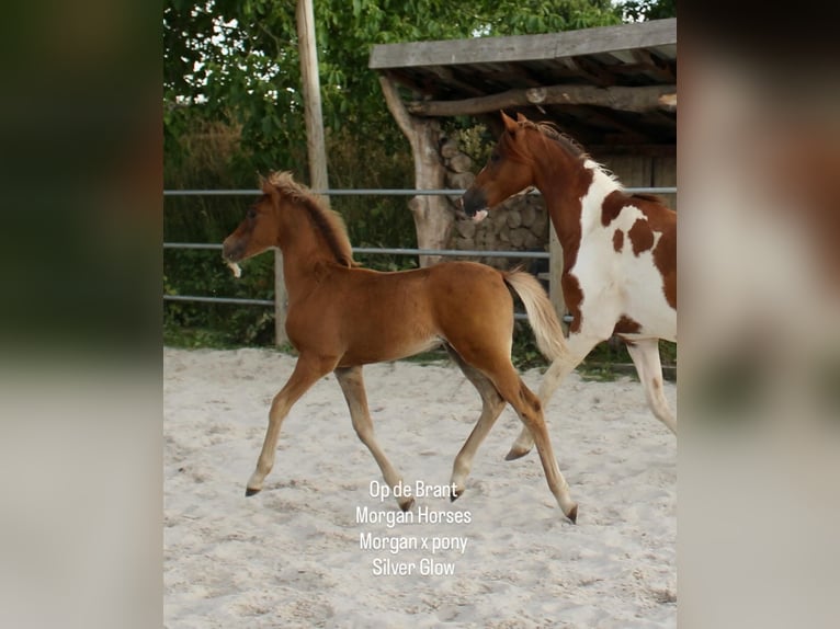 American Morgan Horse Stallion 1 year 15 hh Grullo in Nuth