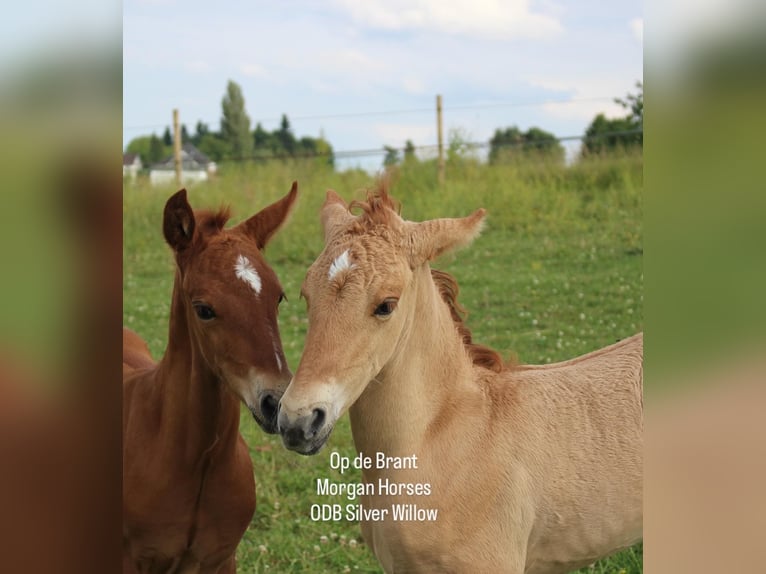 American Morgan Horse Stallion 1 year 15 hh Grullo in Nuth