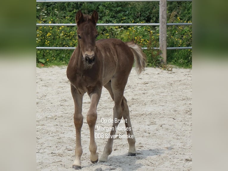 American Morgan Horse Stallion 1 year 15 hh Grullo in Nuth