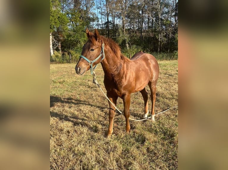 American Morgan Horse Stallion 34 years Grey-Blue-Tan in Austin