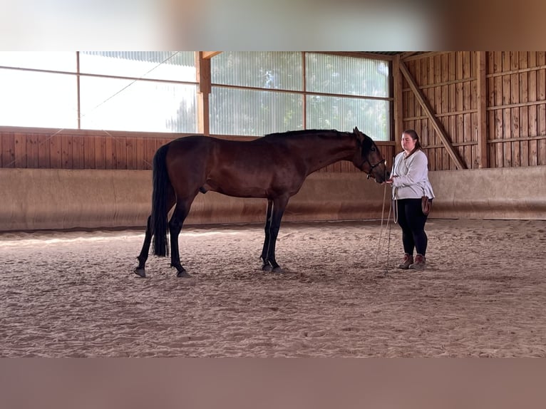American Morgan Horse Stallion 4 years 15.1 hh Bay-Dark in Velpke