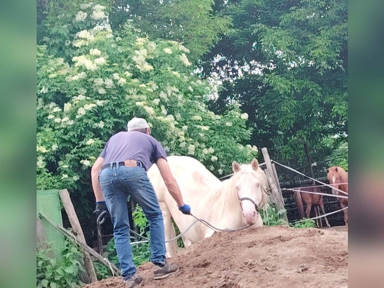 American Morgan Horse Stallion 5 years 15,2 hh Cremello in F&#xF3;t