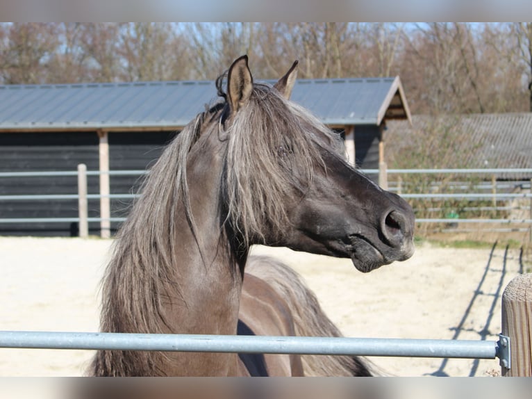 American Morgan Horse Stallion Foal (05/2025) 15 hh Grullo in Nuth