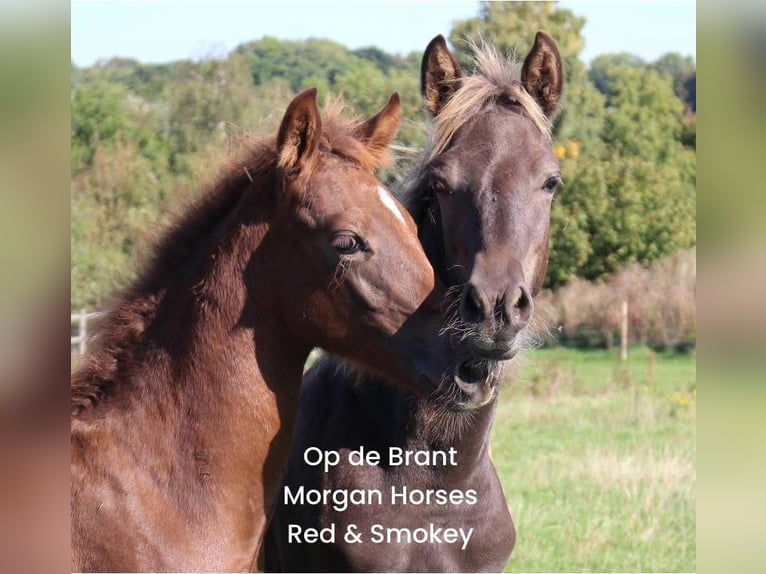 American Morgan Horse Stallion Foal (05/2025) 15 hh Grullo in Nuth