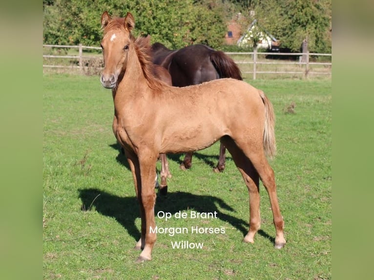 American Morgan Horse Stallion Foal (05/2025) 15 hh Grullo in Nuth