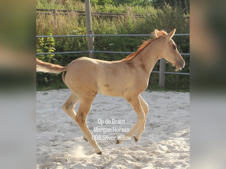 American Morgan Horse Stallion Foal (05/2025) 15 hh Grullo in Nuth