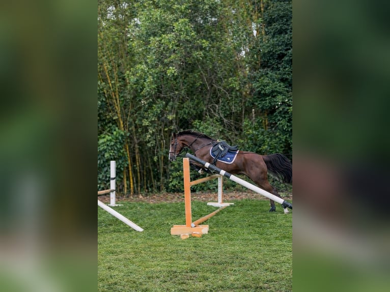 American Morgan Horse Mix Stute 11 Jahre 160 cm Dunkelfuchs in Fort Lauderdale