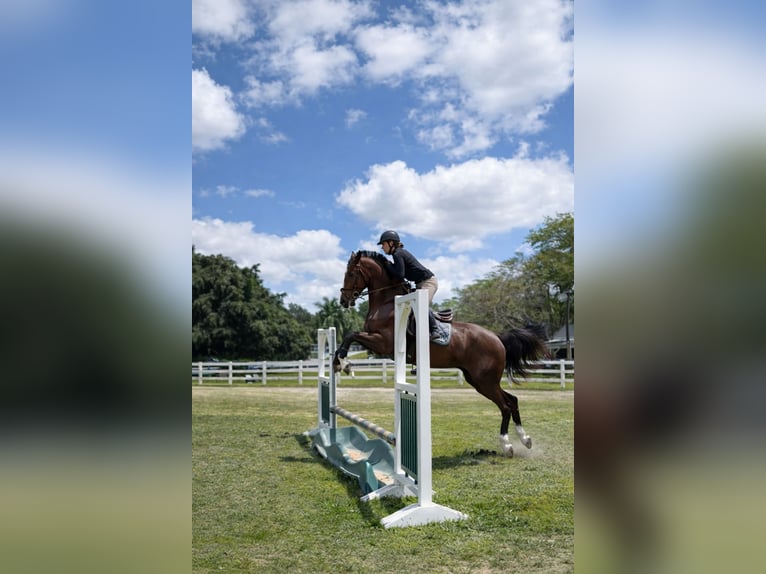 American Morgan Horse Mix Stute 11 Jahre 160 cm Dunkelfuchs in Fort Lauderdale