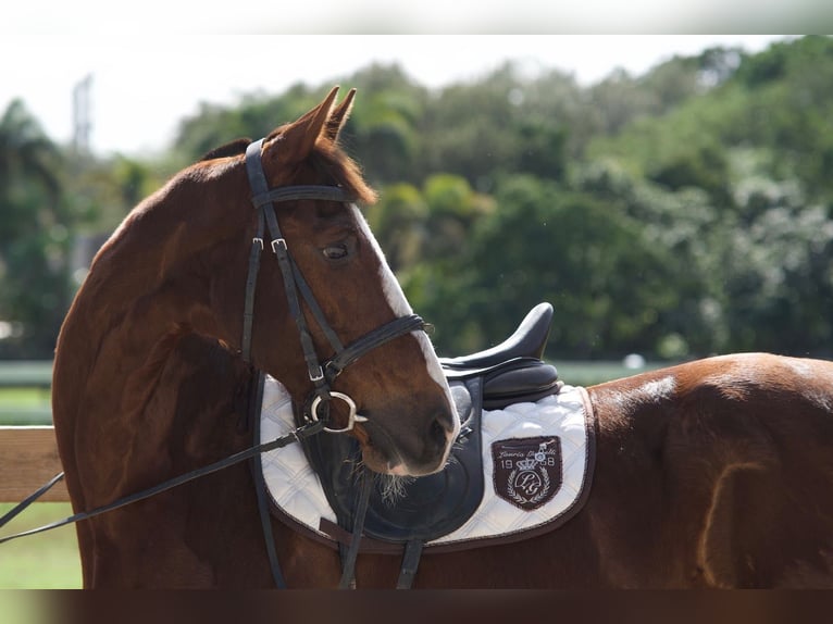 American Morgan Horse Mix Stute 11 Jahre 160 cm Dunkelfuchs in Fort Lauderdale