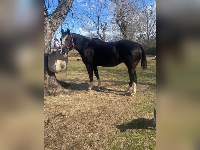 American Morgan Horse Stute 11 Jahre 60 cm Rappe in Austin