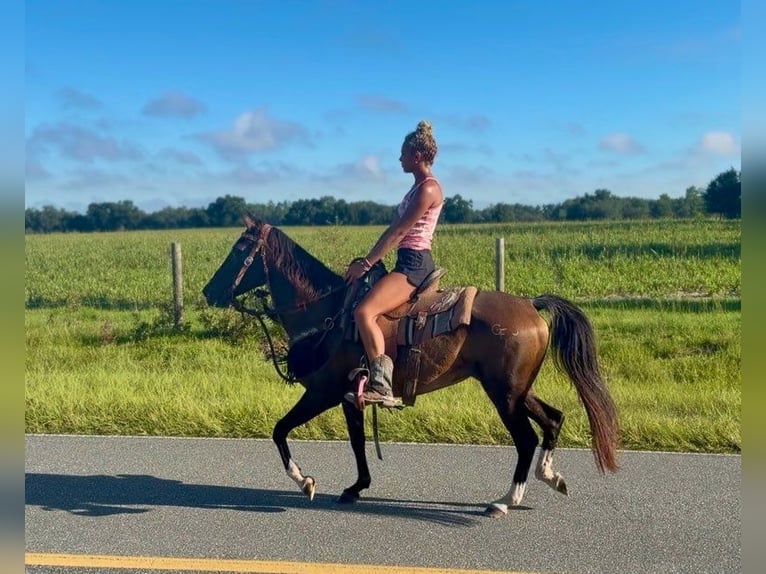 American Morgan Horse Stute 15 Jahre 152 cm Rotfuchs in Bronson