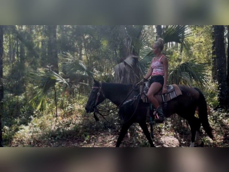 American Morgan Horse Stute 15 Jahre 152 cm Rotfuchs in Bronson