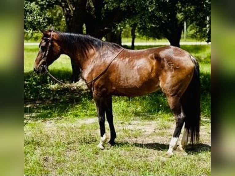 American Morgan Horse Stute 15 Jahre 152 cm Rotfuchs in Bronson