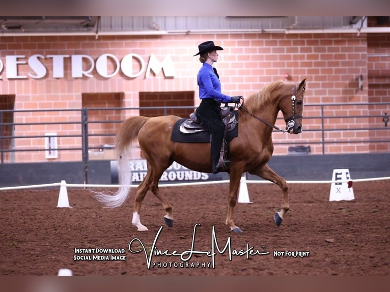 American Morgan Horse Stute 16 Jahre 163 cm Dunkelfuchs in Wichita