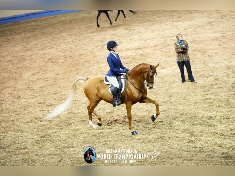 American Morgan Horse Stute 16 Jahre 163 cm Dunkelfuchs in Wichita