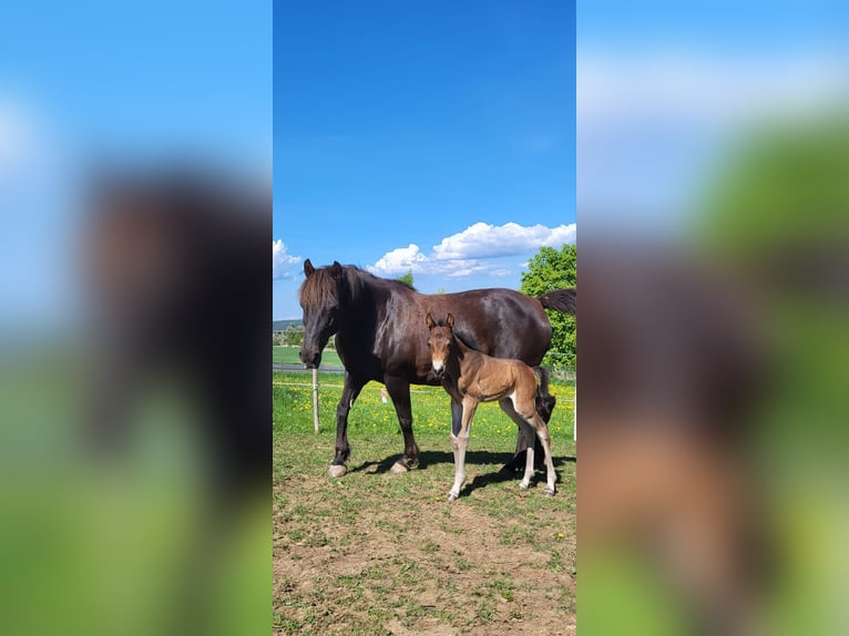 American Morgan Horse Stute 17 Jahre 148 cm Dunkelfuchs in Wernshausen