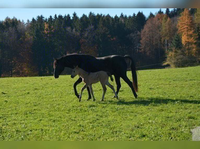 American Morgan Horse Stute 1 Jahr 100 cm Grullo in Birmensdorf ZH
