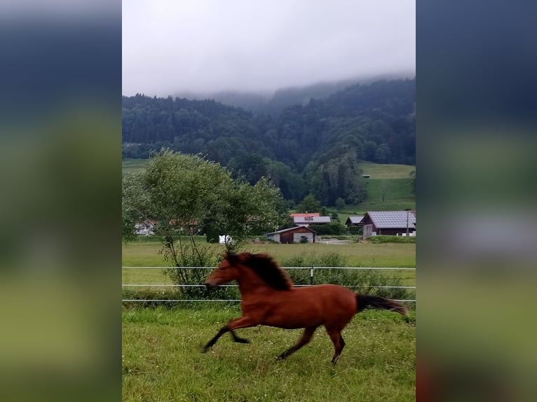 American Morgan Horse Stute 1 Jahr 150 cm Rotbrauner in Oberstaufen