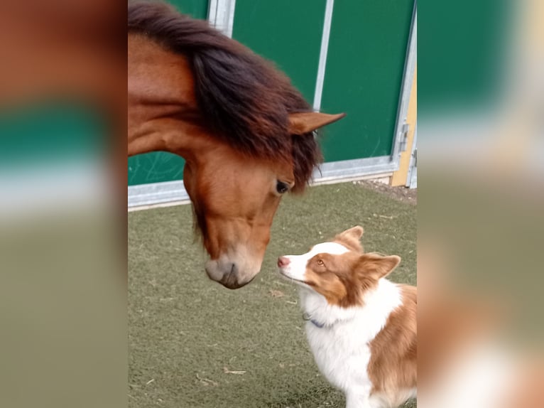 American Morgan Horse Stute 1 Jahr 150 cm Rotbrauner in Oberstaufen