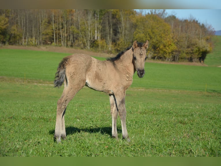 American Morgan Horse Stute 1 Jahr Buckskin in Birmensdorf ZH