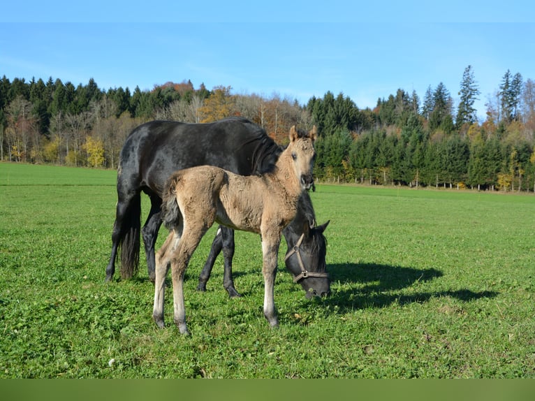 American Morgan Horse Stute 1 Jahr Buckskin in Birmensdorf ZH