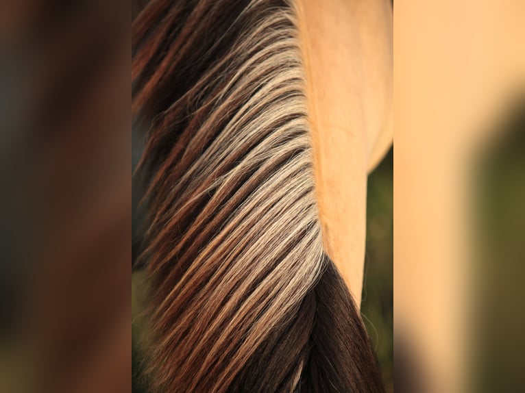 American Morgan Horse Stute 2 Jahre 150 cm Buckskin in Oberstaufen