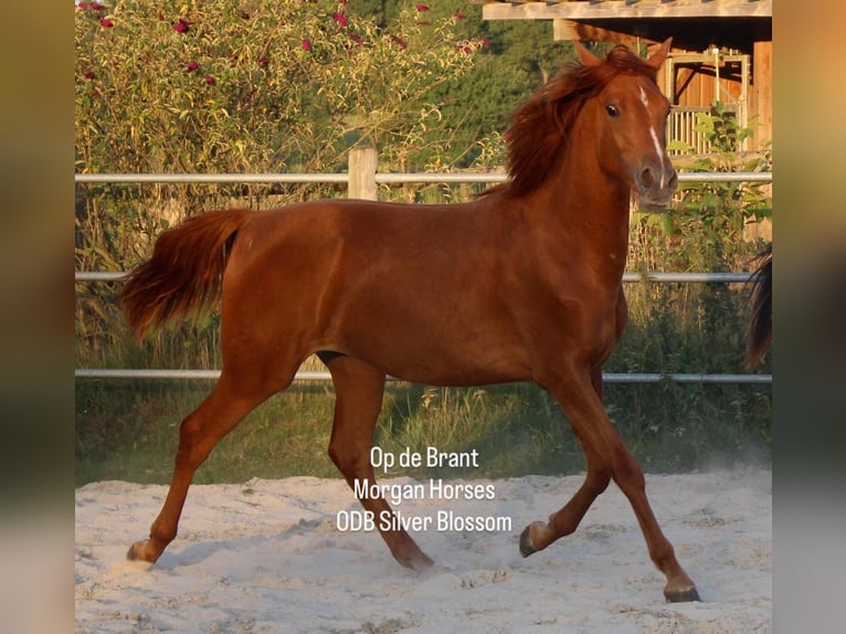 American Morgan Horse Stute 2 Jahre 154 cm Fuchs in Nuth