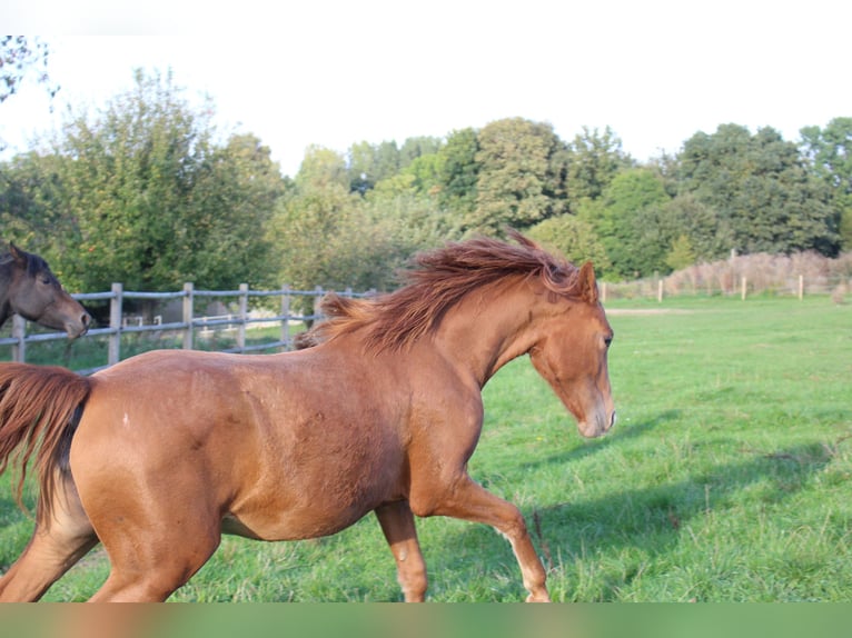 American Morgan Horse Stute 2 Jahre 154 cm Fuchs in Nuth