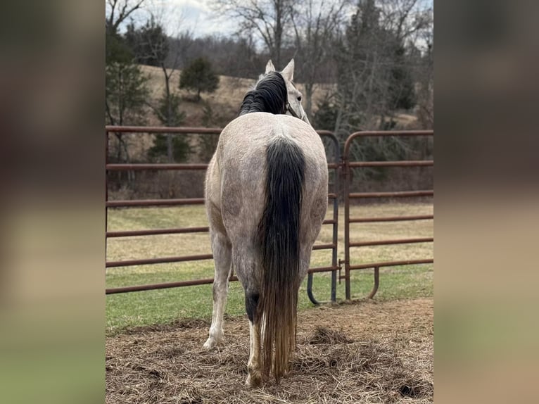 American Morgan Horse Stute 3 Jahre 60 cm White in Austin