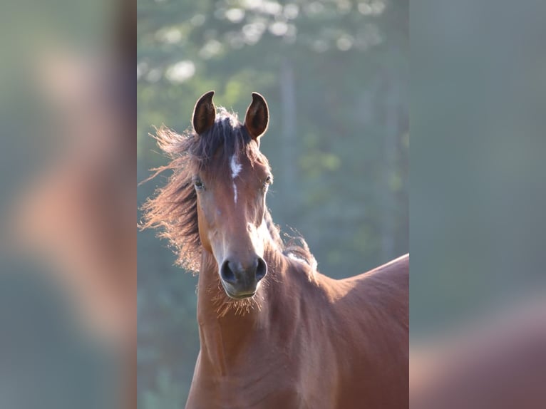 American Morgan Horse Stute 4 Jahre 152 cm Brauner in Tetenhusen