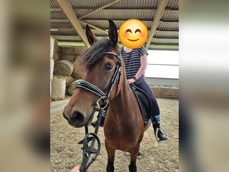 American Morgan Horse Stute 4 Jahre 152 cm Brauner in Tetenhusen