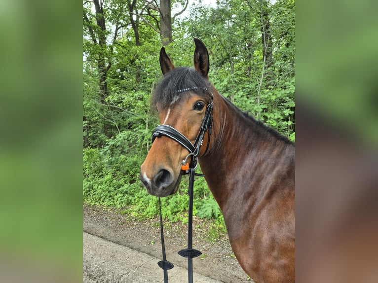 American Morgan Horse Stute 4 Jahre 152 cm Brauner in Tetenhusen