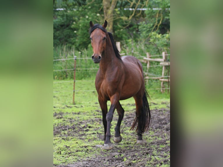 American Morgan Horse Stute 4 Jahre 157 cm Brauner in Volsemenhusen