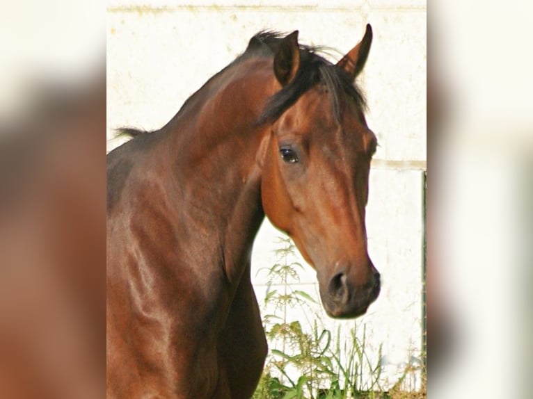 American Morgan Horse Stute 4 Jahre 157 cm Brauner in Volsemenhusen