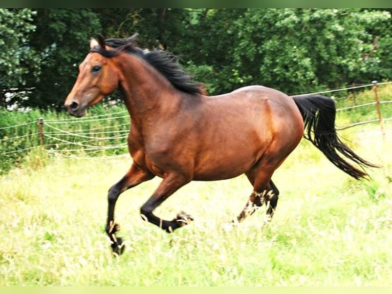 American Morgan Horse Stute 4 Jahre 157 cm Brauner in Volsemenhusen