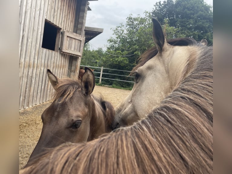 American Morgan Horse Stute 6 Jahre 160 cm Buckskin in Nuth