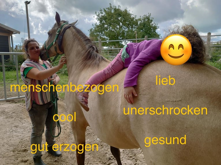 American Morgan Horse Stute 6 Jahre 160 cm Buckskin in Nuth