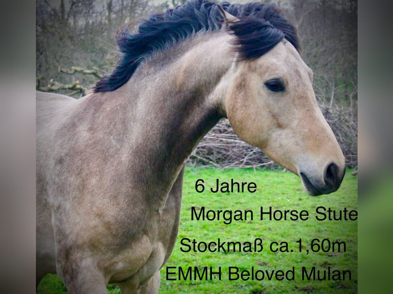 American Morgan Horse Stute 6 Jahre 160 cm Buckskin in Nuth