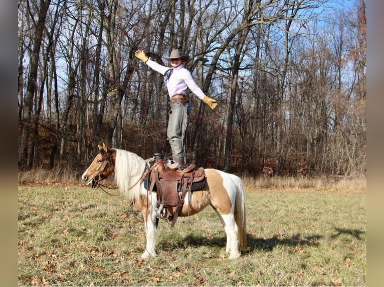 American Morgan Horse Stute 8 Jahre 137 cm Buckskin in Highland MI