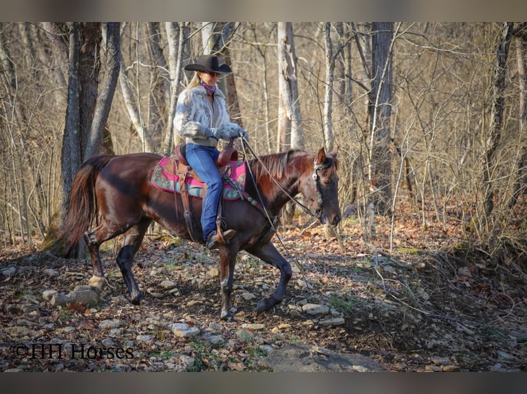 American Morgan Horse Stute 8 Jahre 150 cm Brauner in Flemingsburg