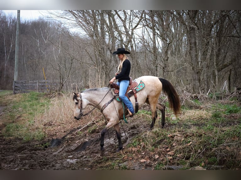 American Morgan Horse Stute 8 Jahre 152 cm Buckskin in Flemmingsburg KY