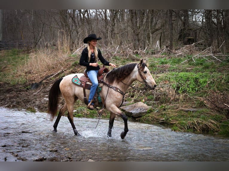 American Morgan Horse Stute 8 Jahre 152 cm Buckskin in Flemmingsburg KY