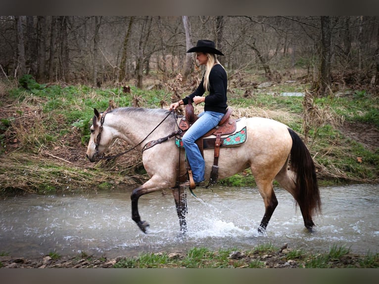 American Morgan Horse Stute 8 Jahre 152 cm Buckskin in Flemmingsburg KY