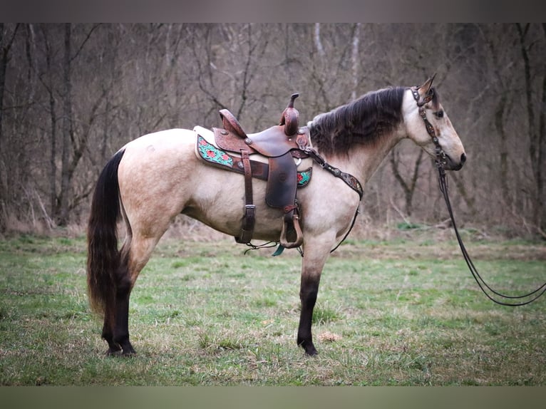 American Morgan Horse Stute 8 Jahre 152 cm Buckskin in Flemmingsburg KY