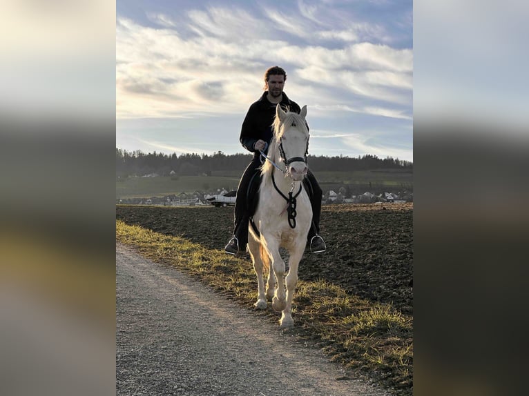 American Morgan Horse Stute 8 Jahre 155 cm Perlino in Adetswil