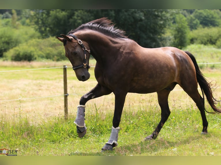 American Morgan Horse Wałach 10 lat 156 cm Jelenia in Oberried